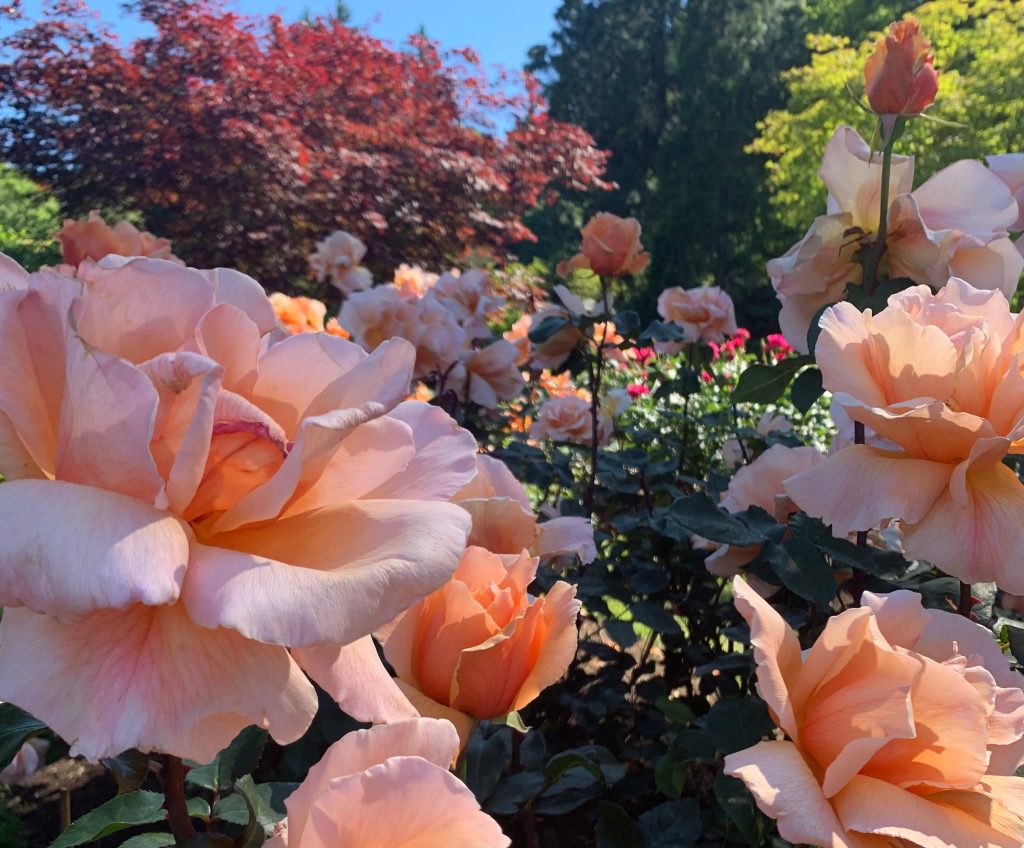 “Clear Eyes, Full Hearts, Can’t&nbsp;Lose”